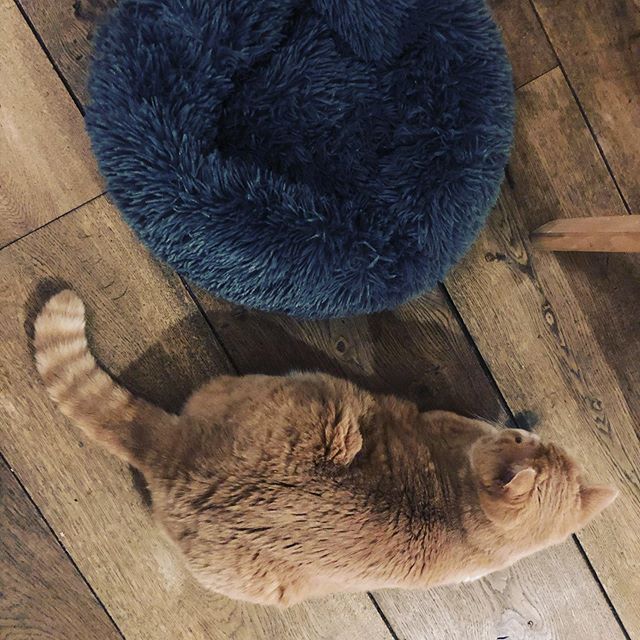 Poes naast mand. Story of my life. (En nou niet zeggen dat t mandje te klein is, want geef m een luciferdoosje en die eikel probeert er nog in te kruipen. Dus.) #catsofinstagram